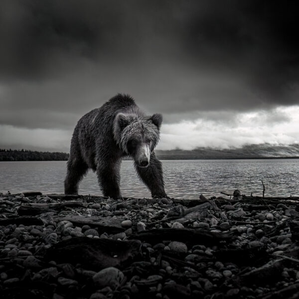 Alaskan Beachcomber