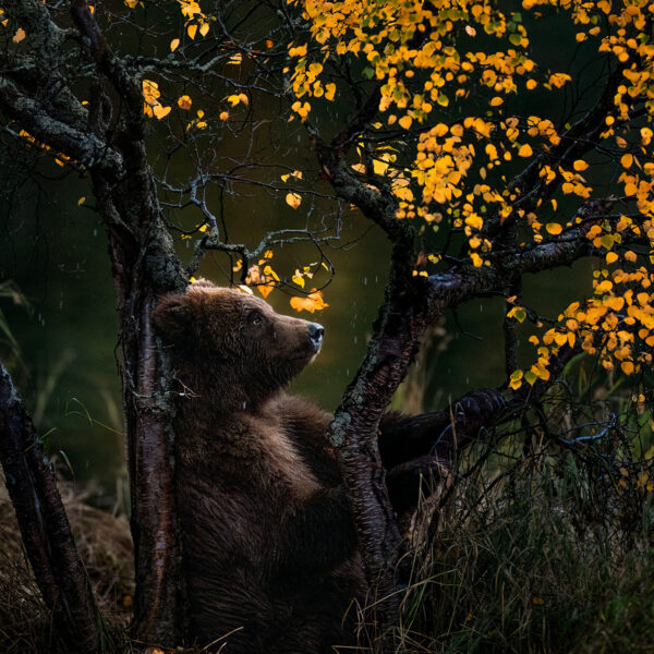 The Storybook Bear