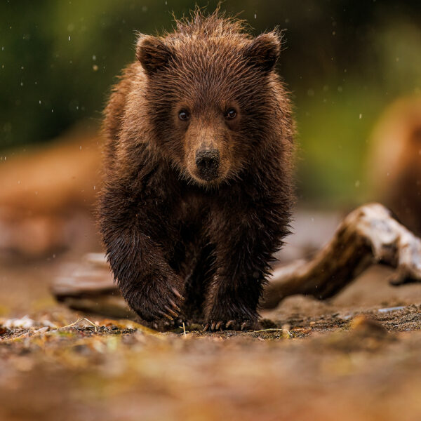 Little Bear