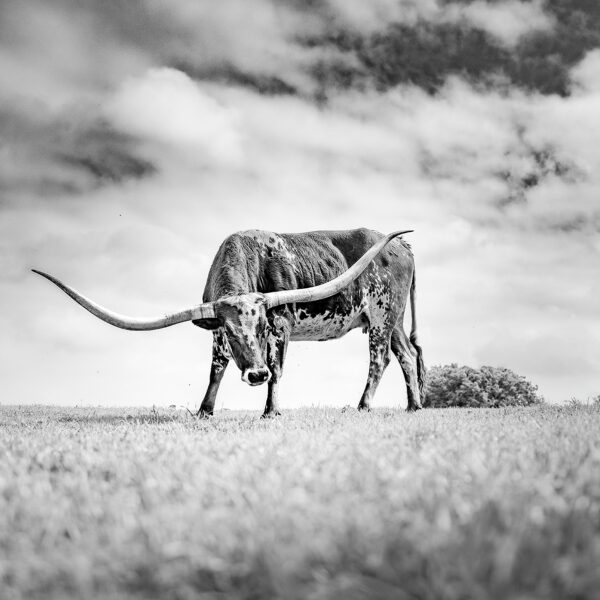 The Texas Longhorn