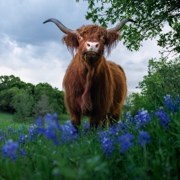 The Highland Cow