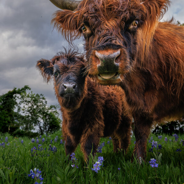 Highland Family Portrait