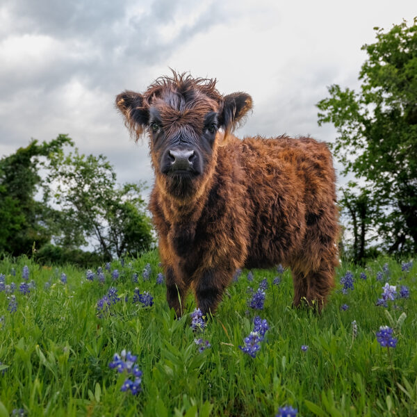 The Highland Baby