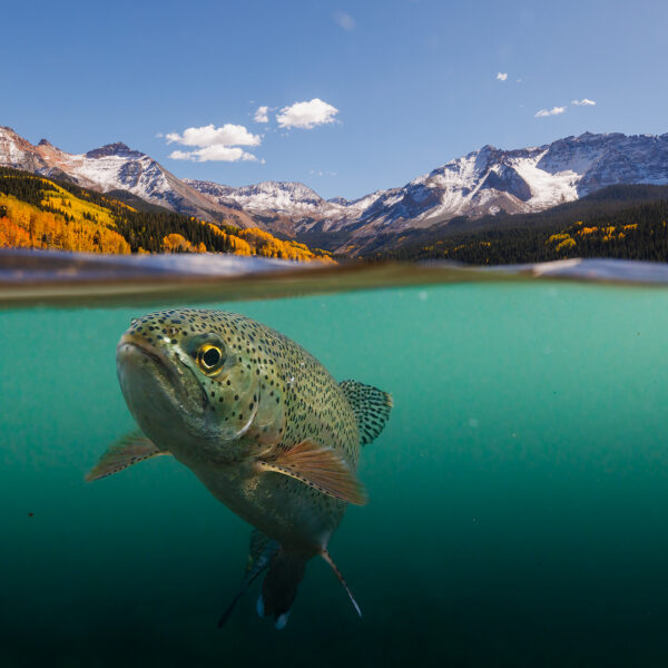Trout Lake