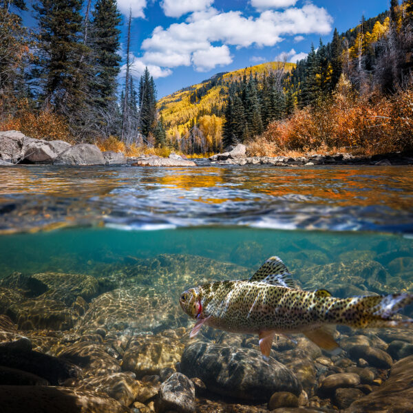 River Trout