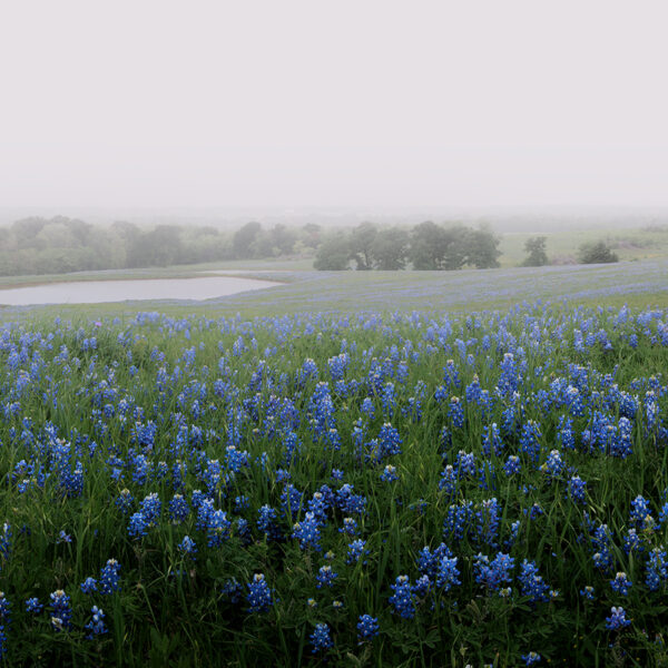 Bluebonnet Pasture
