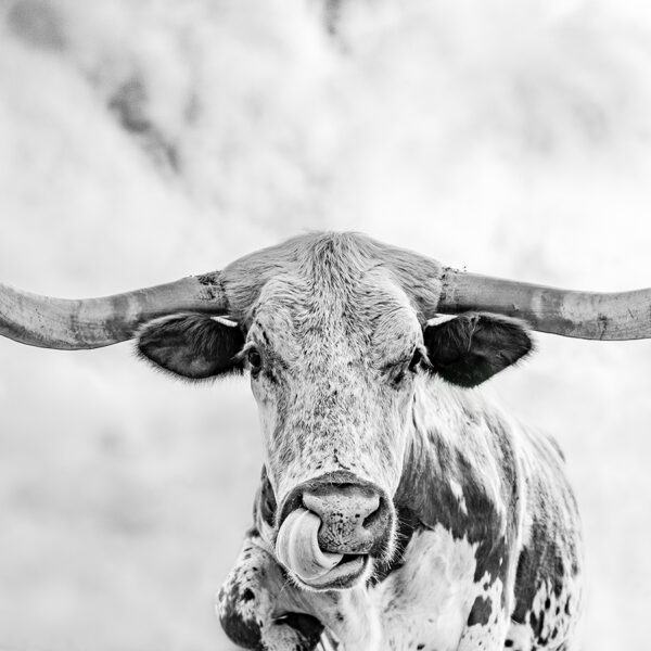 Longhorn Nose Picker