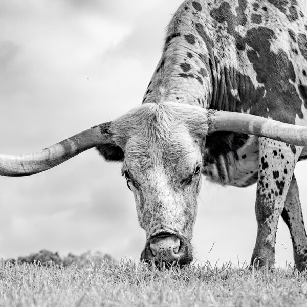 Longhorn Staredown