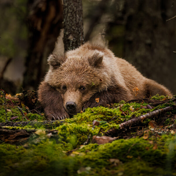 Forest Snuggles