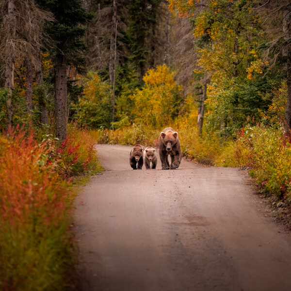 Forest Bear Highway