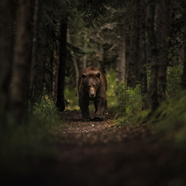 Trail Bear Encounter
