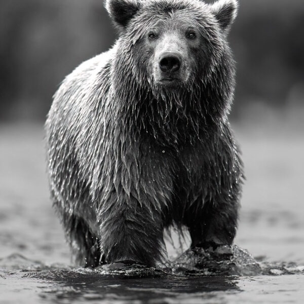 Gentle Approach Bear