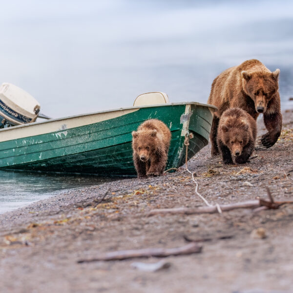 The Boat Bears