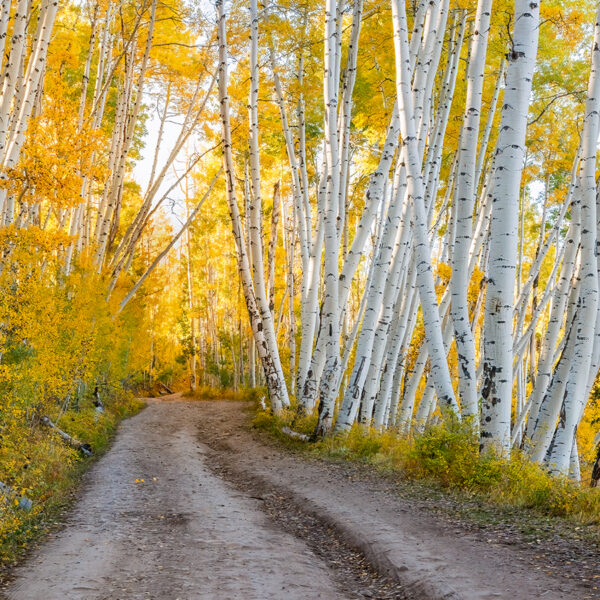 Roads Less Traveled