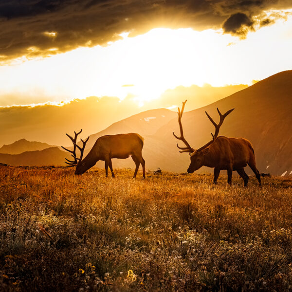 Moraine Elk