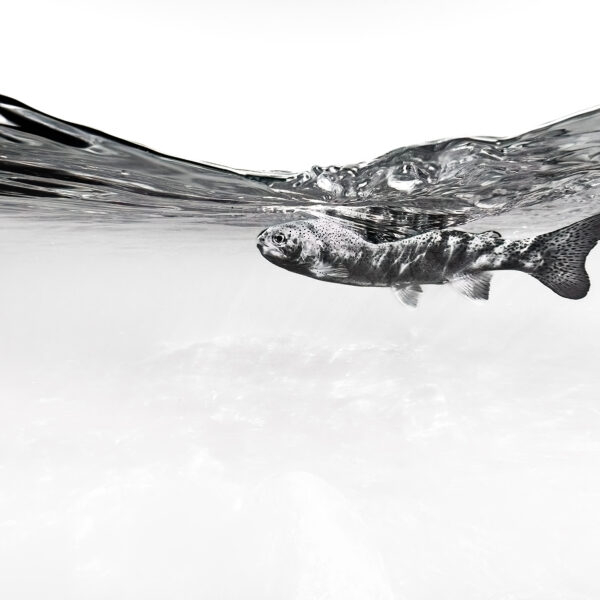 Surface Tension