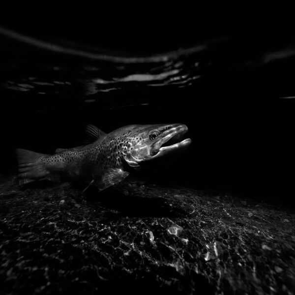 Moonlit Brown Trout