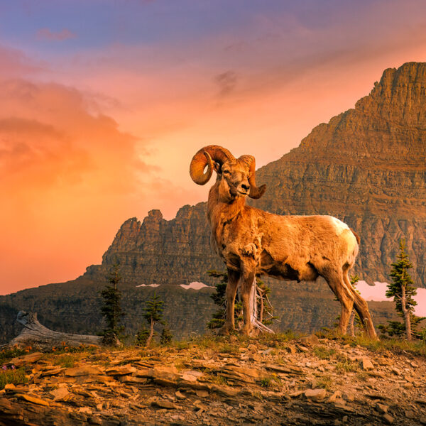 Glacier Ram