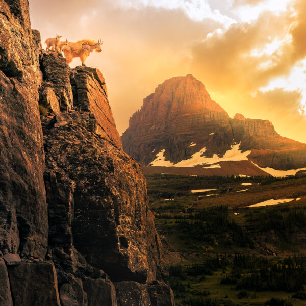 The Mountain Goats