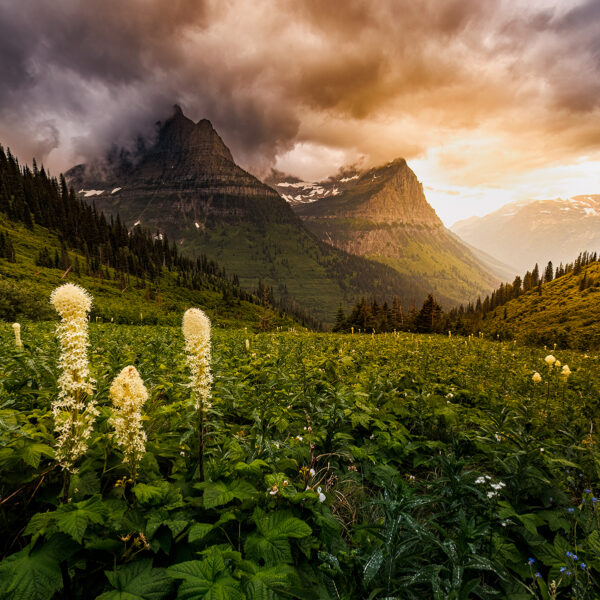 Glacier Bear Grass