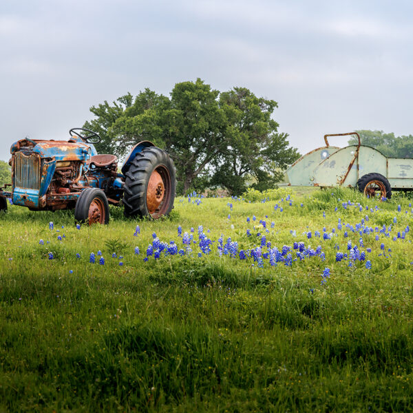Bluebonnet Past
