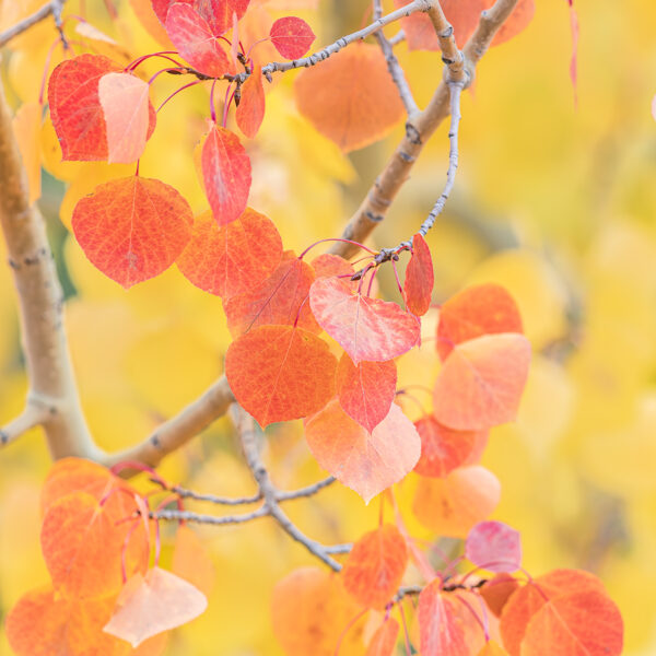 Autumns Subtleties