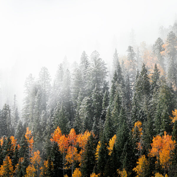 Winter Arrives