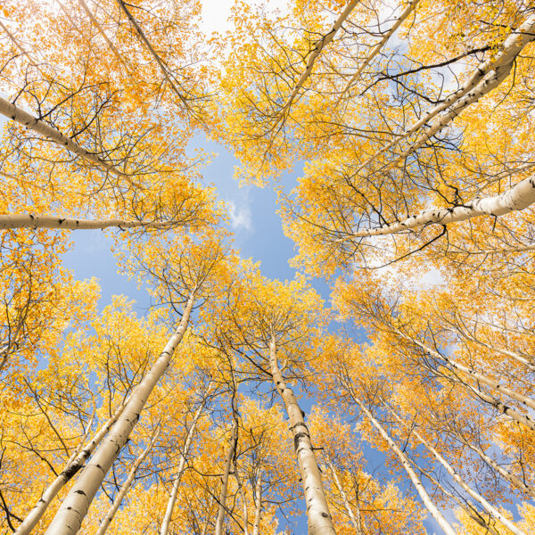 Atrium of Aspens