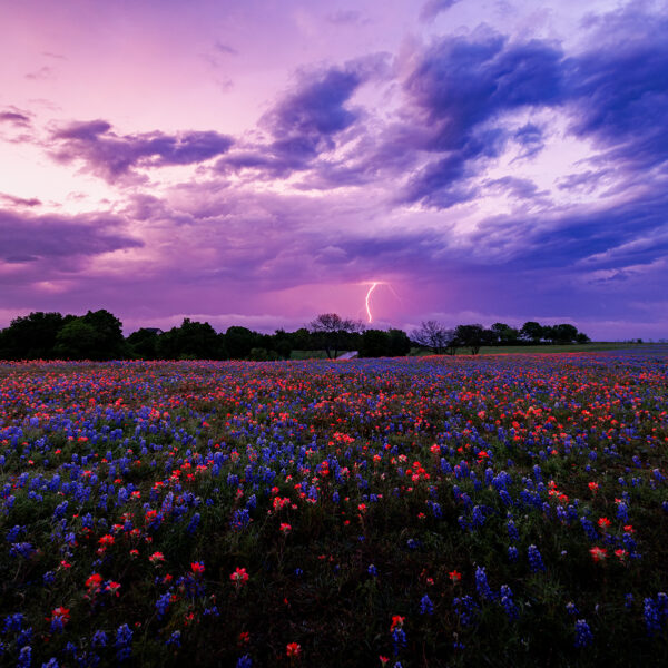 Bluebonnet Lightning