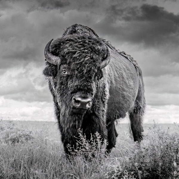 Prairie Thunderhead