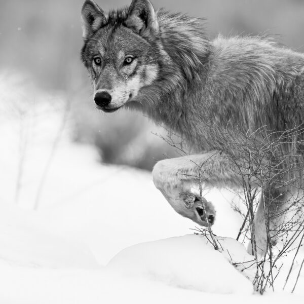 Drifter Wolf